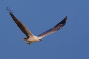 sea eagle in flight