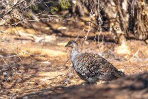 a stocky ground dwelling australian bird about the size of a dom