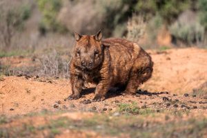southern hairy nosed wombat