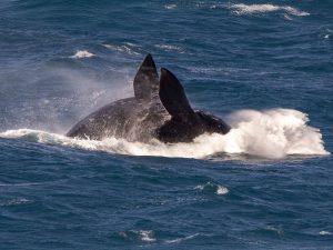 southern right whale hob mg 2635s atdw